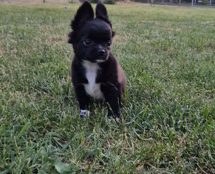 Gotowa do odbioru Długowłosa dziewczynka chihuahua