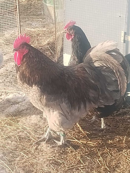 Sprzedam 2 koguty Australorpy