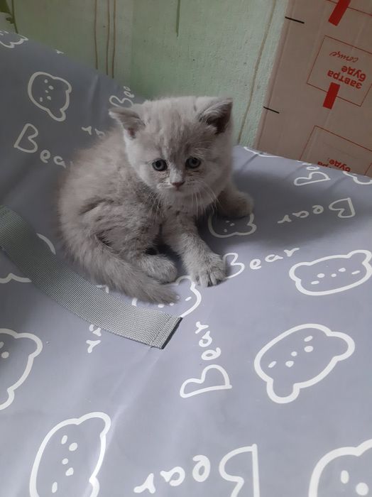 Шотландські кошенята