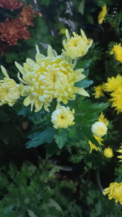 Продам хризантеми.