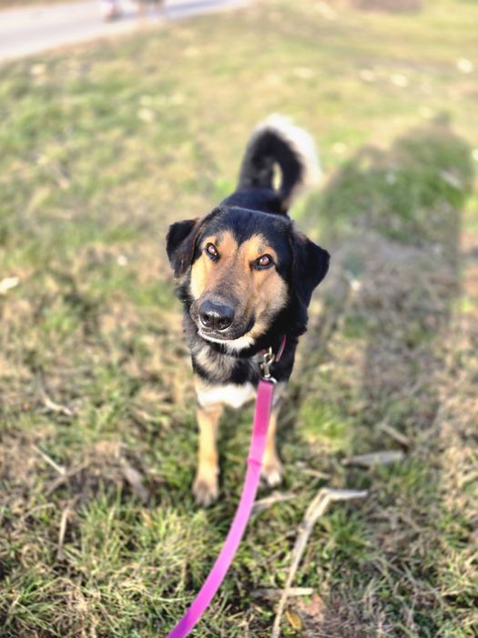 August kochany samiec