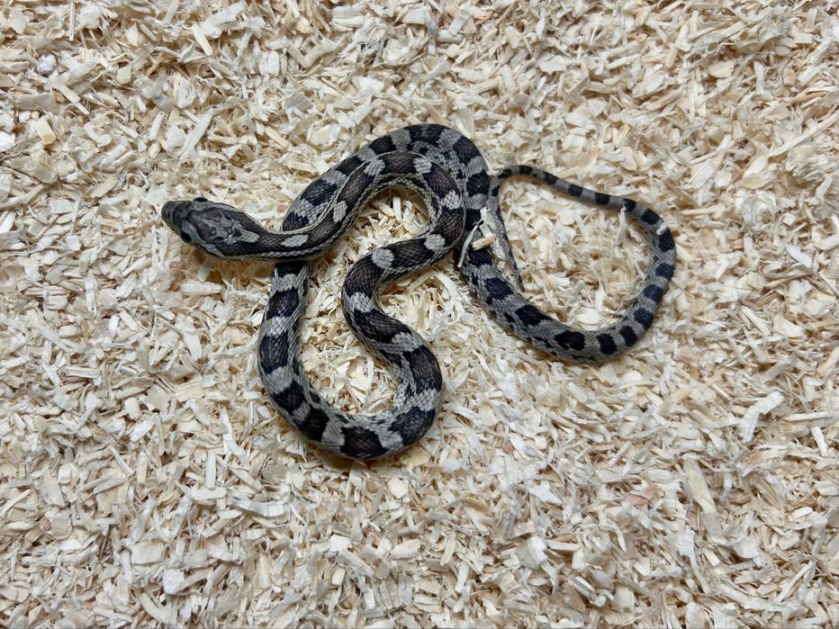 Wąż zbożowy Pantherophis guttatus mlode 30-45cm