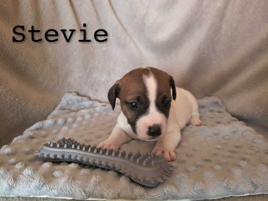 Jack Russell Terrier Piesek