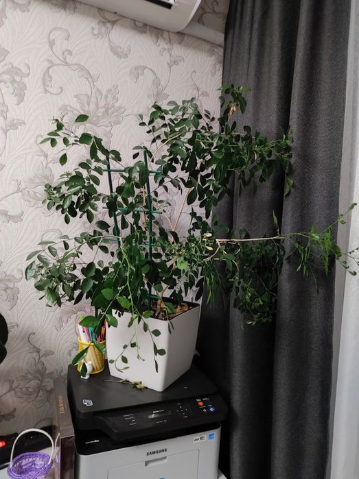 Мурая, кімнатна рослина