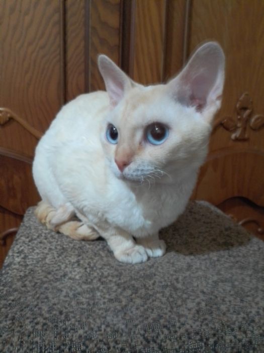 Девон- Рекс,котик.