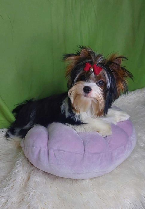 Отличный мальчик Бивер с документами