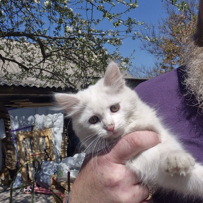 Кошеня, звичайні домашні. Повністю біла кішка.