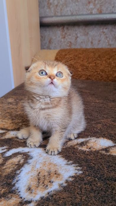Золотые котята мальчики и девочки