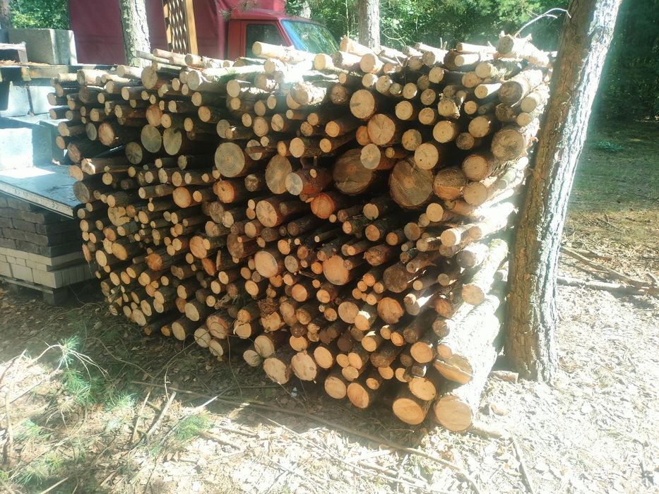 Sprzedam drzewo akacja i brzoza