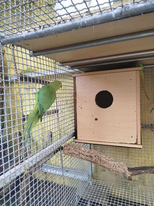 Ring Necks verdes 2024