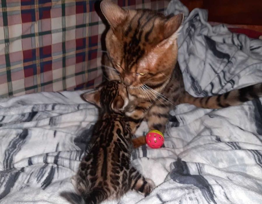 Бенгальські чистокровні красені всі розетка на золоті. Є різні