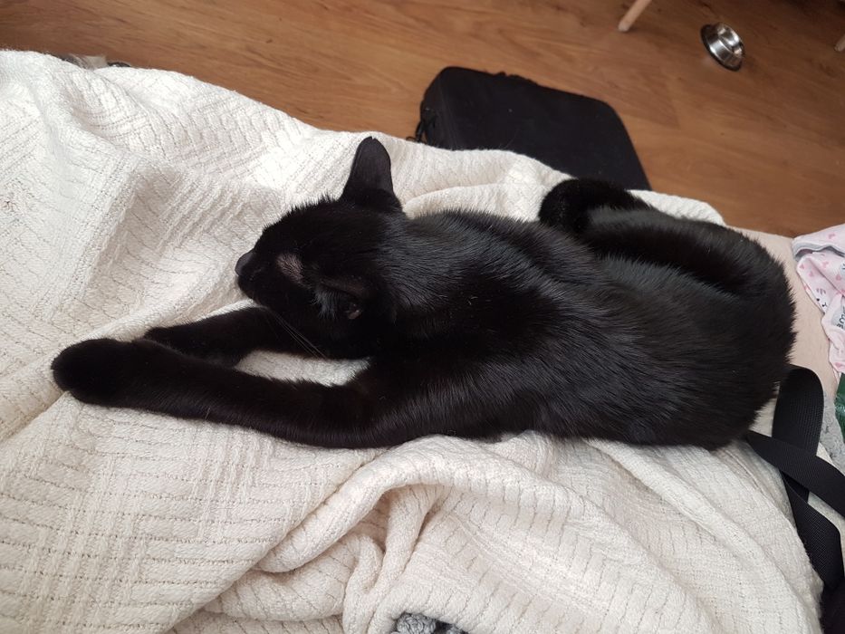 Koteczka Cleo szuka domku