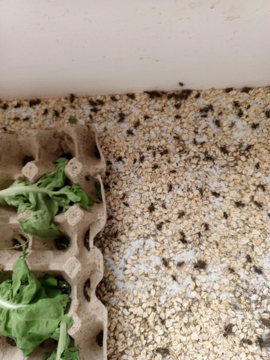 Сверчок банановый