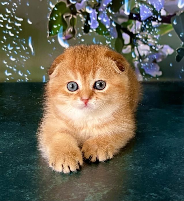 Гарний висловухий золотий котик , цікавий у розпліднення