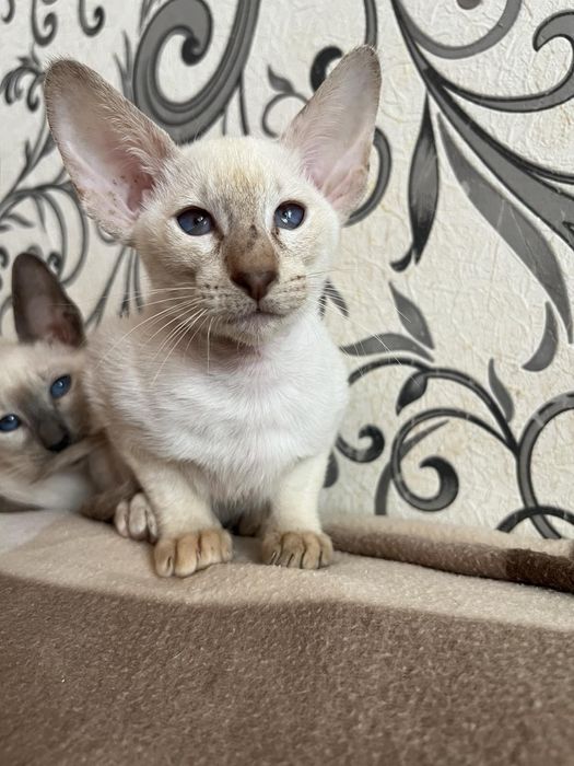 Орієнтальні кошенята.