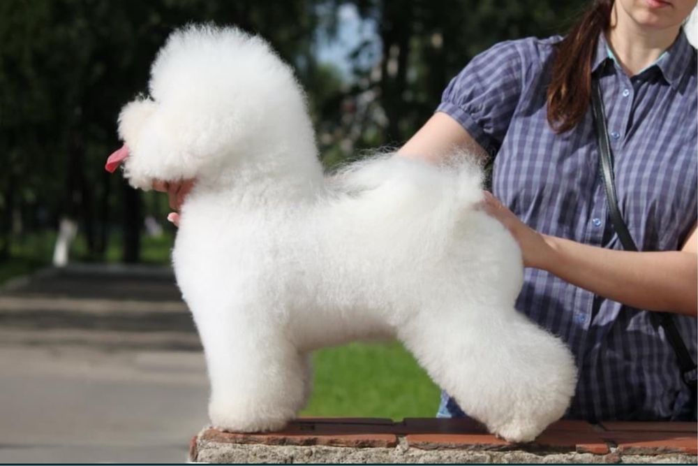 Вʼязка /парування БІШОН ФРІЗЕ КСУ, Луцьк-Рівне-Хмельницький-Львів