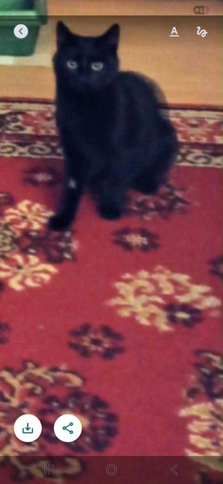 Marzną w pustostanie, kocięta z lasu