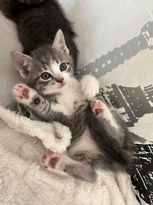 Красивые, добрые котята