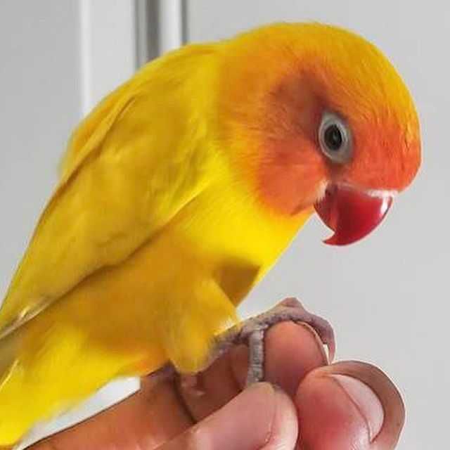 Papagaio Ringneck Bebê/Selvagem