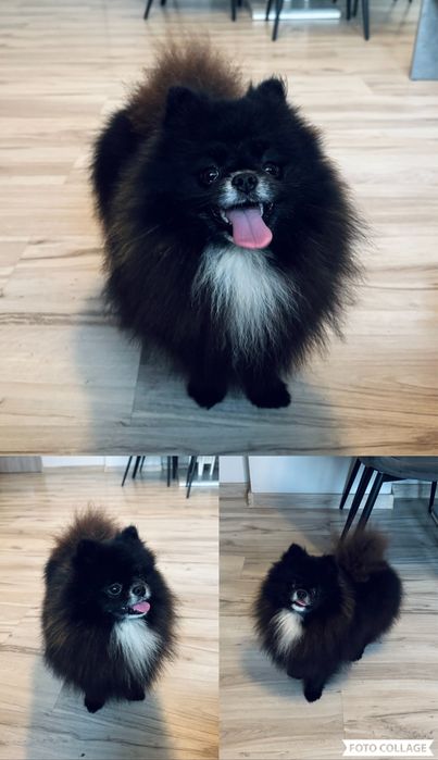 **Mija**Szpic miniaturowy, pomeranian, malutka sunia