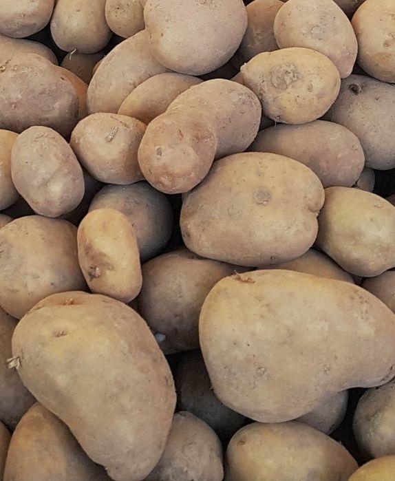 Ziemniak jadalny odmiana denar