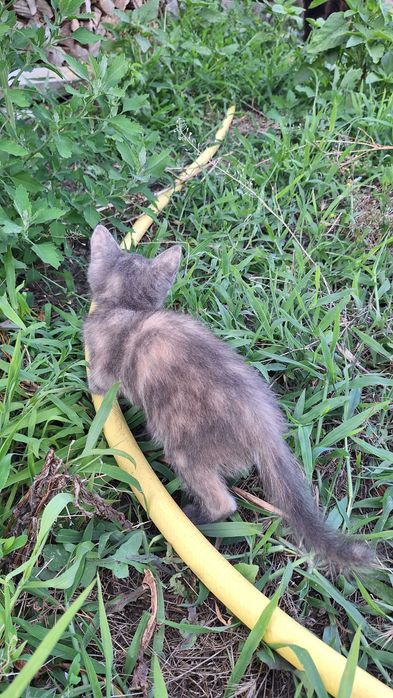 Продаж двох котиків, м Кам'янець-Подільський