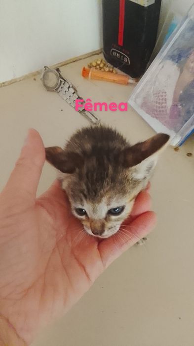 Da se gatinhos bebe