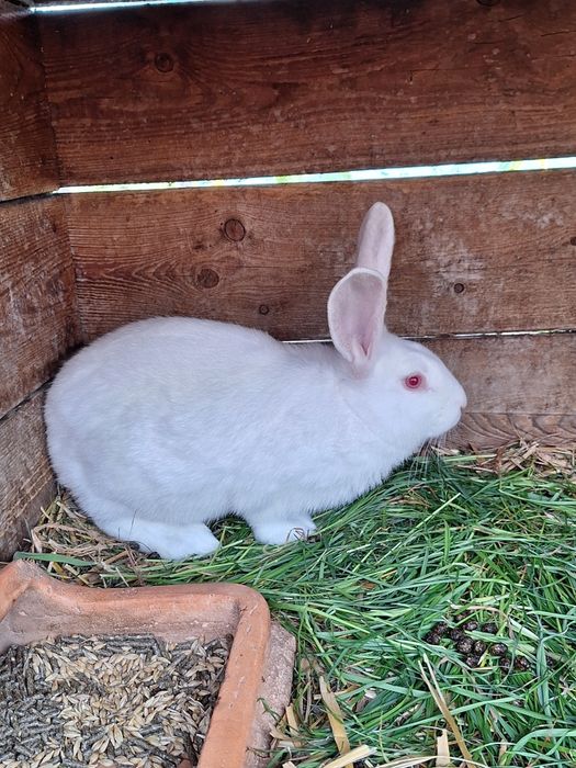 Termondzki Biały samica i małe typowo mięsna rasa