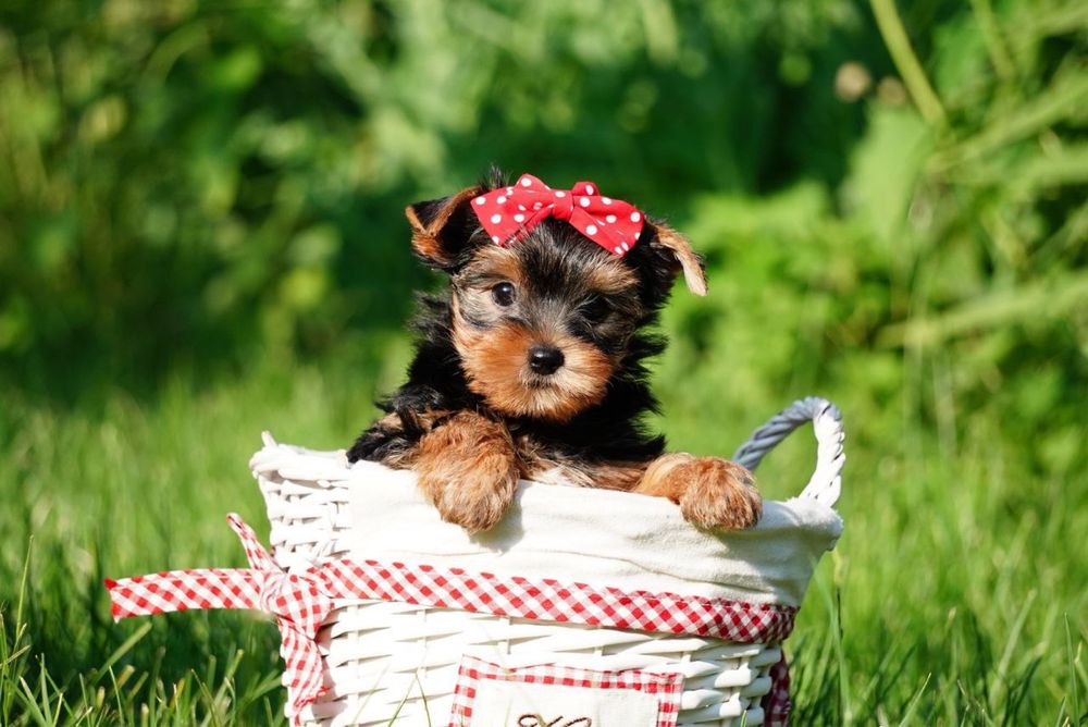 Продаються цуценята-модельки – маленькі йорки, як з обкладинки