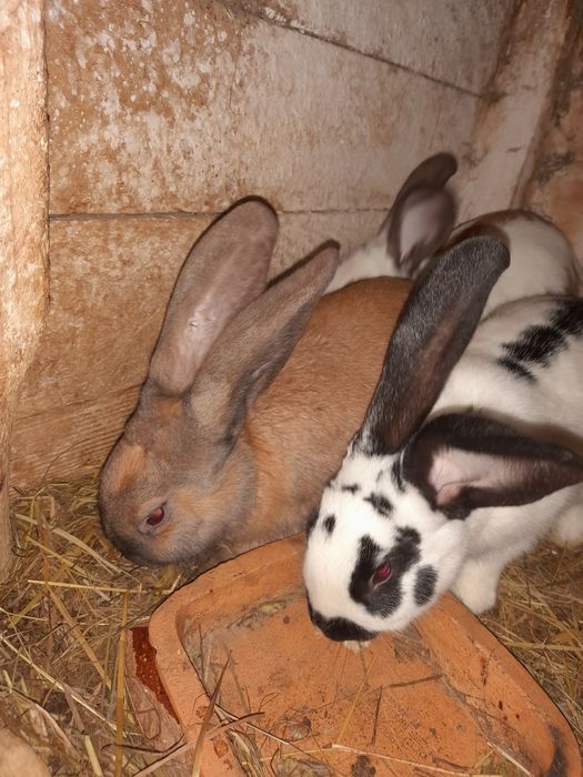 Króliki - samce I samice