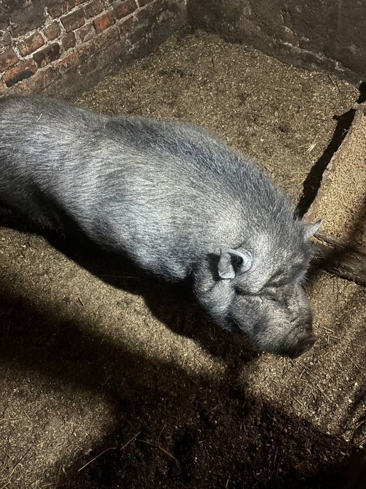 Вʼєтнамський кабан| Вьетнамский кабан| Вʼєтнамский кабанчик | кабанчик