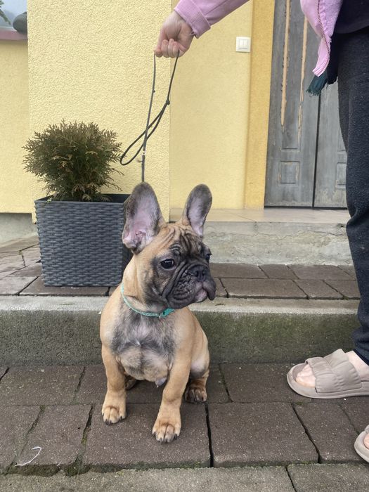 Французький бульдог