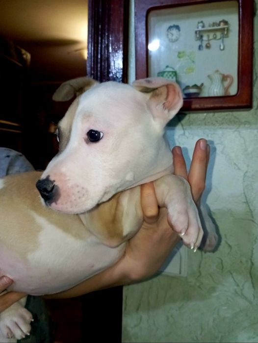 Цуценята Амстафф