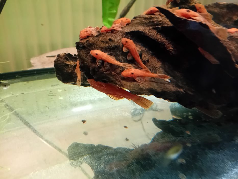 Zbrojnik glonojad red welon samiec  samica