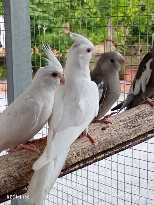 Várias caturras para ceder