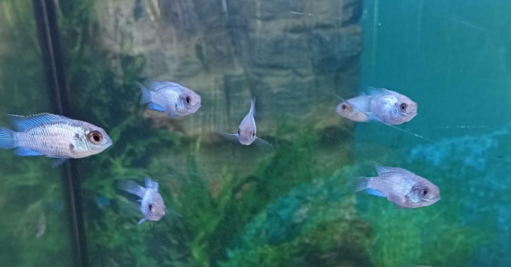 Andinocaras sp "Electric Blue" (6 cm)