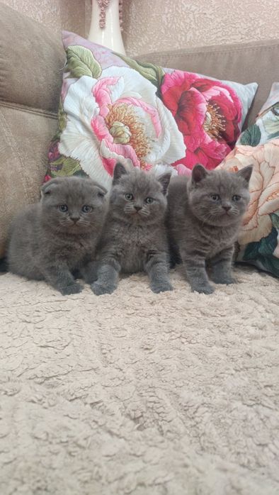 Продам Шотландский чистокровных котят