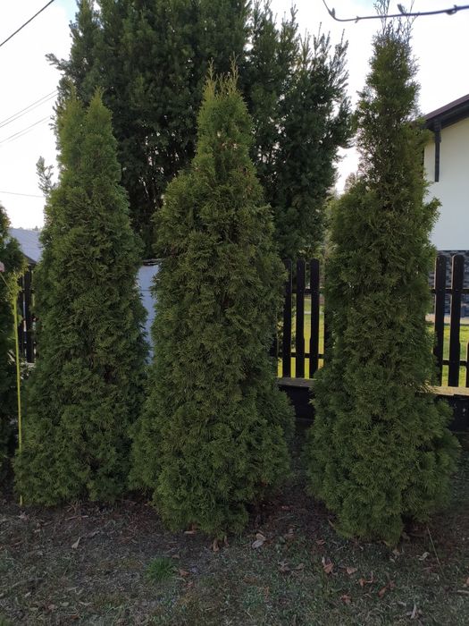 Thuja szmaragd 250-300 cm