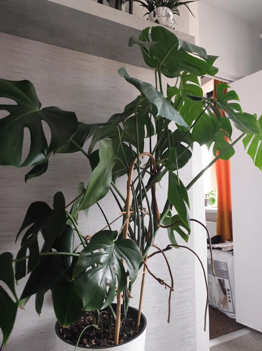 Monstera 120 cm.