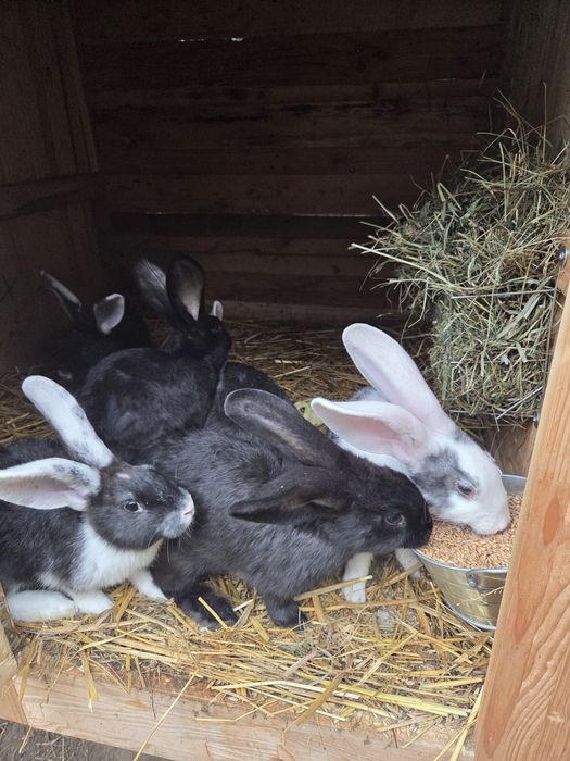 Króliki w różnym wieku i maści
