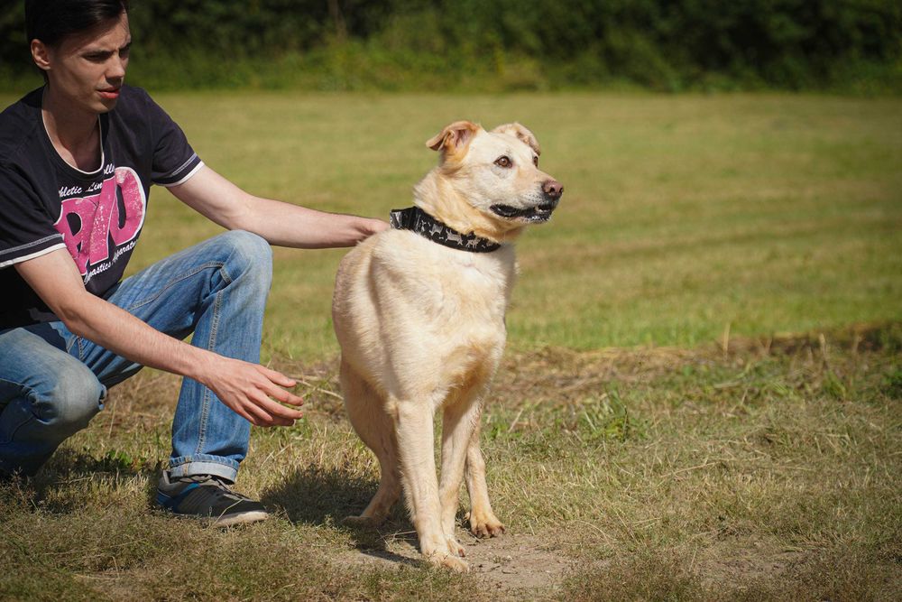 Odyn - super pies w typie labrador