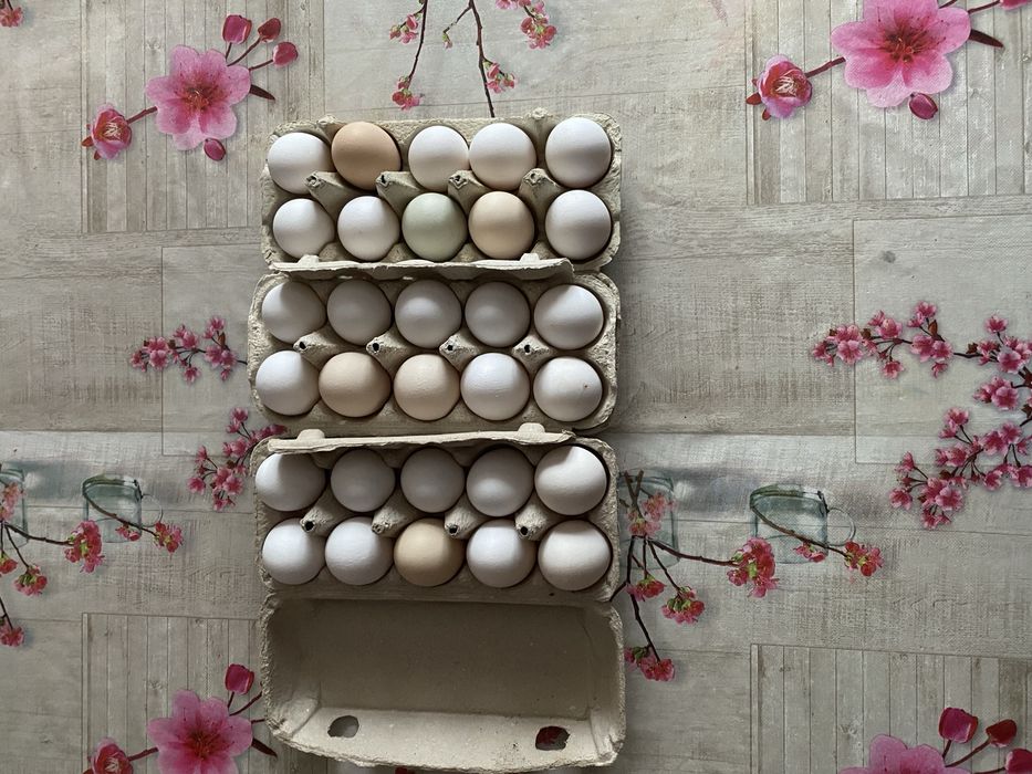 Jajka z wolnego wybiegu