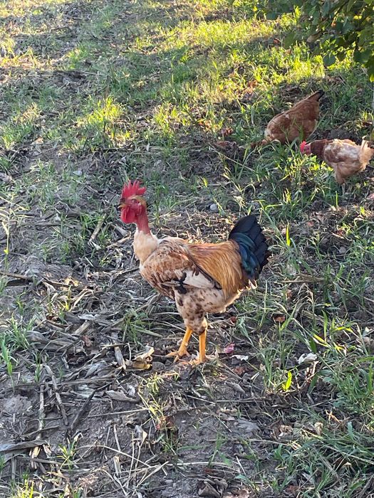 Frango caseiro, de galinhas caseiras
