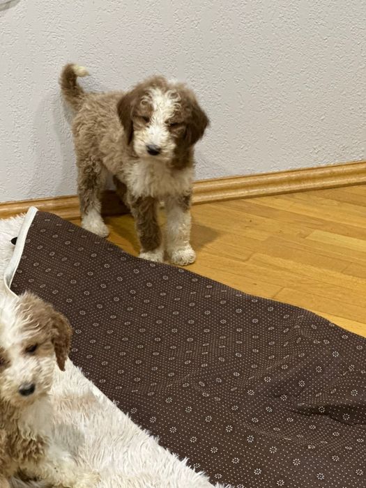 Лабродудль гігантський філіпінський пудель