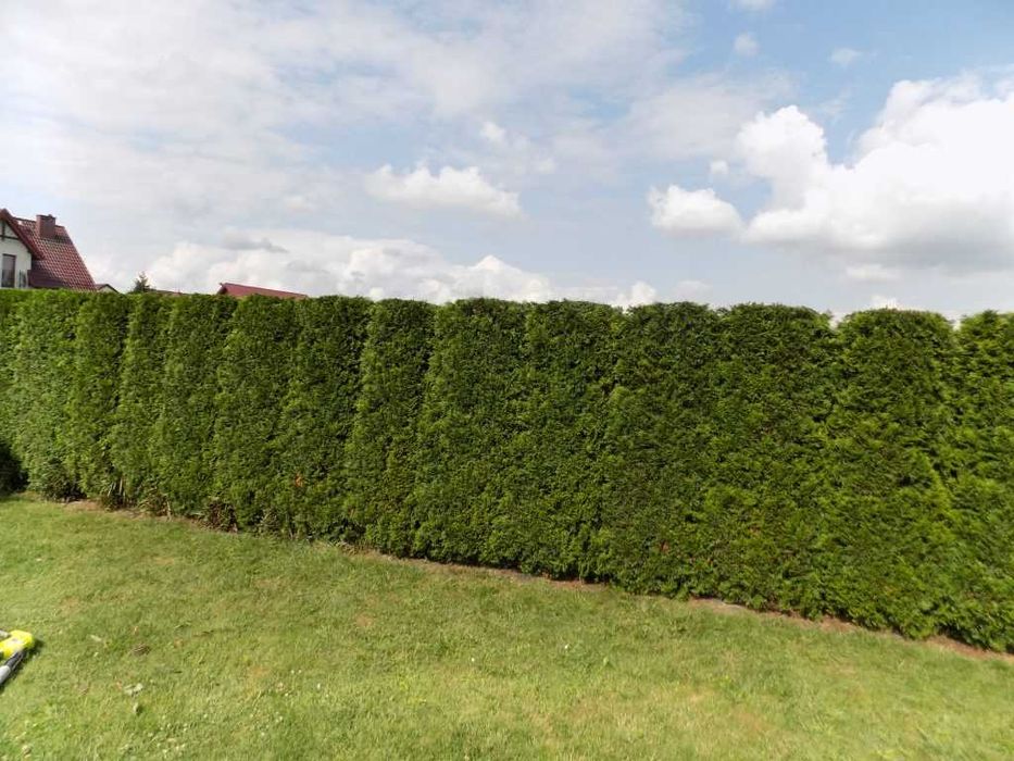 Wycinka/korekta drzew