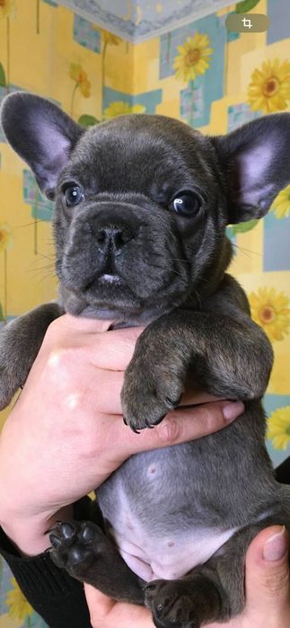 Щенки французского бульдога