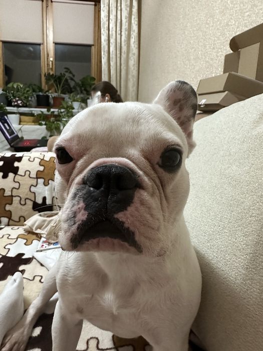 Індивідуальна перетримка тварин /Ніяких кліток/ котів / собак