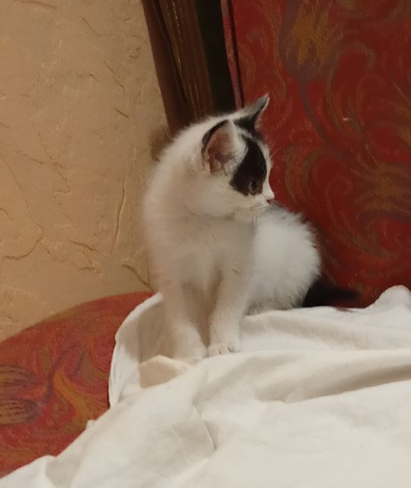 Кото - сім'я безкоштовно