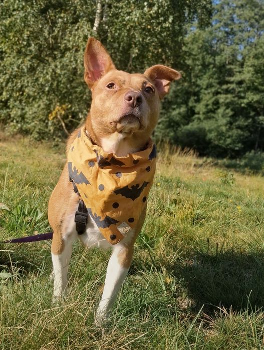 ARIELKA, 1,5 roczna Kochana sunia szuka domu