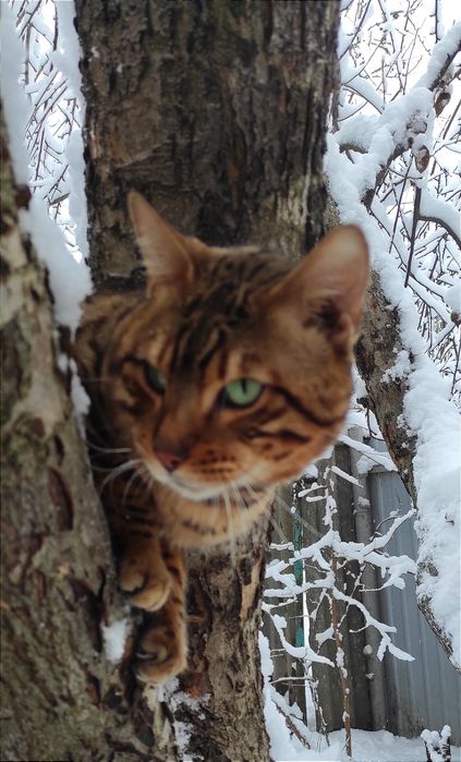 Бенгальский  котик.Вязка